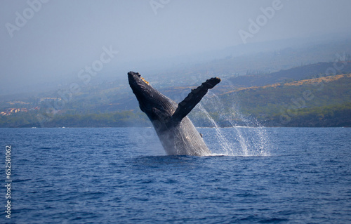 Humpback whale breaching, Kona, Hawaii
