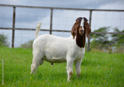 Fotografía Young boer goats on the farm