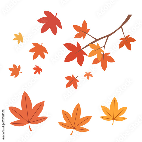 maple leaves set for autumn