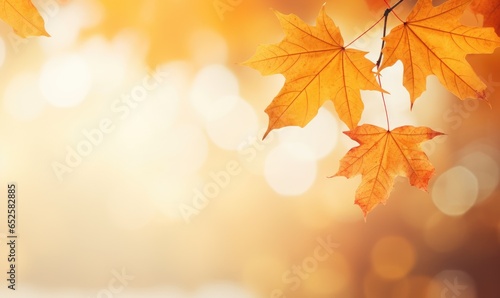 Wallpaper autumn  leaves  autumn  leaves  fall meple  
