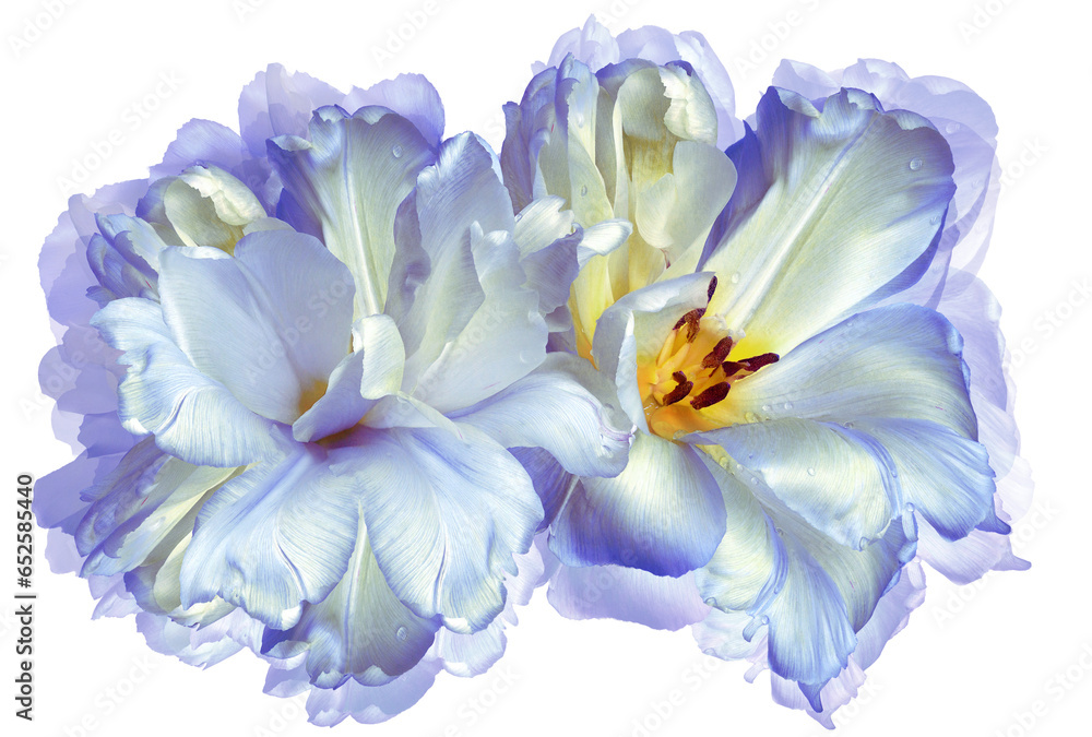 Tulips  flowers  on  isolated background with clipping path. Closeup. For design. Transparent background.   Nature.