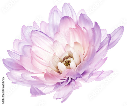 Chrysanthemum   purple  flower  on  isolated background with clipping path. Closeup..  Transparent background.    Nature.