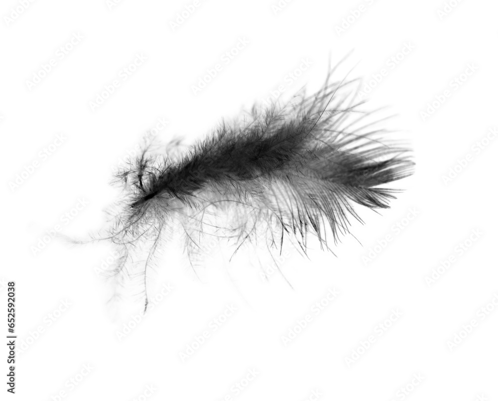 Fototapeta premium Beautiful black feather isolated on white background