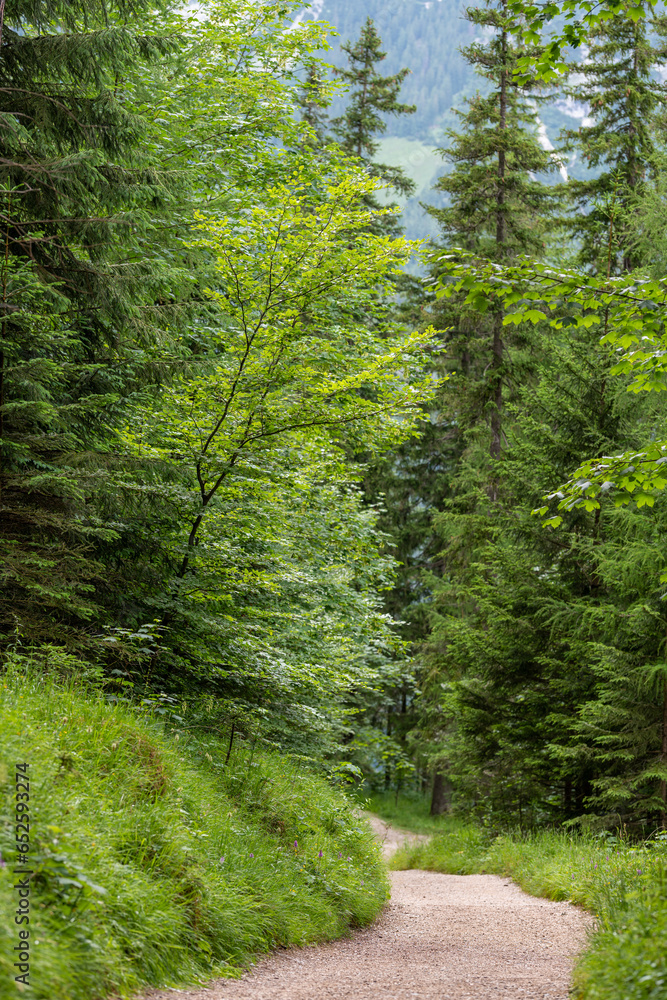 Fototapeta premium Wanderweg bei Ramsau, Berchtesgadener Land, Bayern, Deutschland
