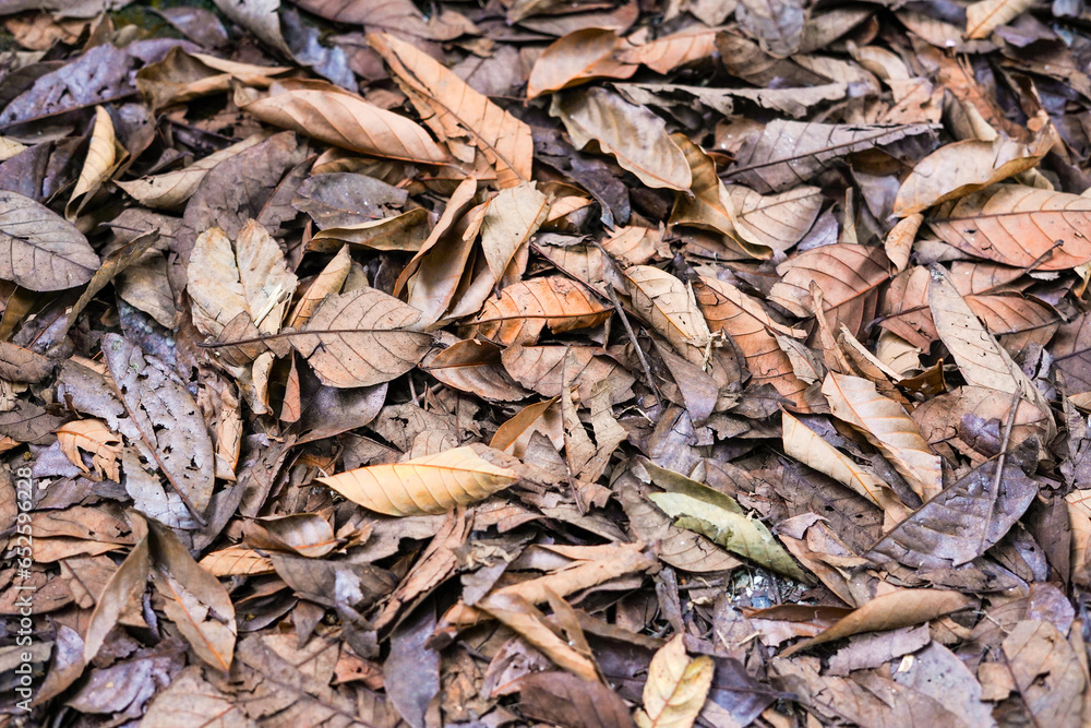 pile of dry leaves in the house garden, background of dry leaves, dry leaves on the ground, close up of a lot of dried leaves
