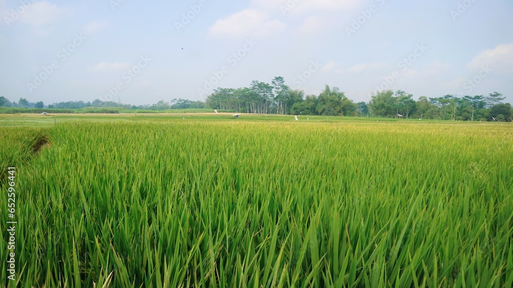 Growing green rice field against clear sky