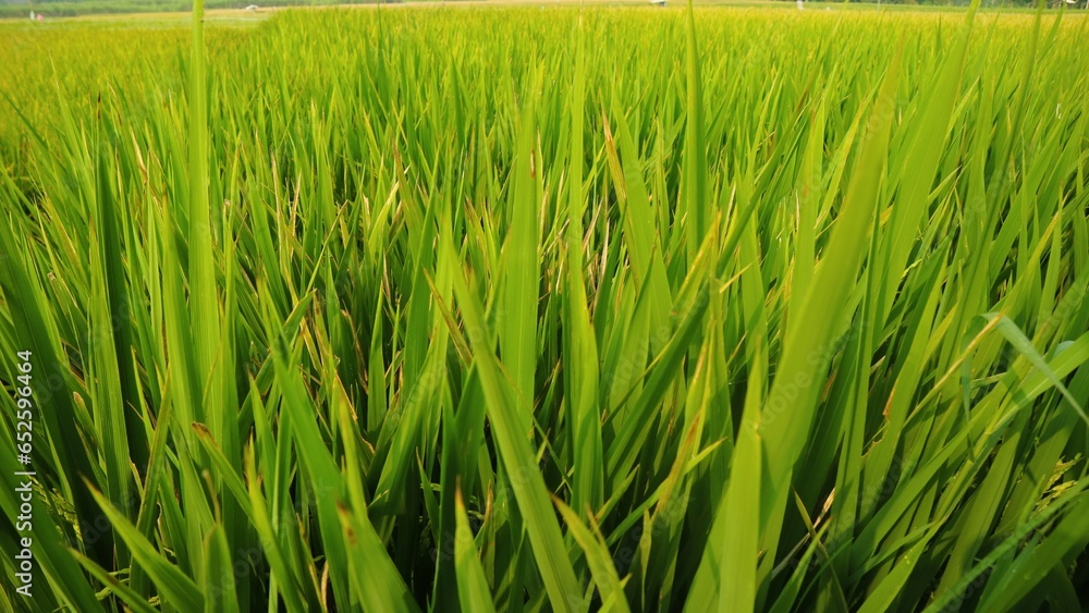 Fototapeta premium Growing green rice field against clear sky
