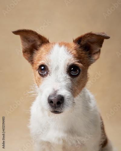 dog on a beige background. Funny jack russell terrier in studio. Pet in the studio