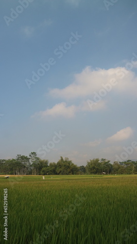 Air pollution from factory located near the green rice fields. Farmers grow crops near the factory.