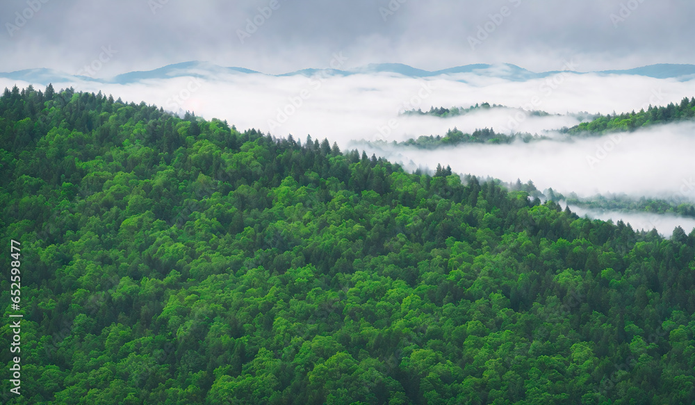 Beautiful landscape view of misty forest in the morning