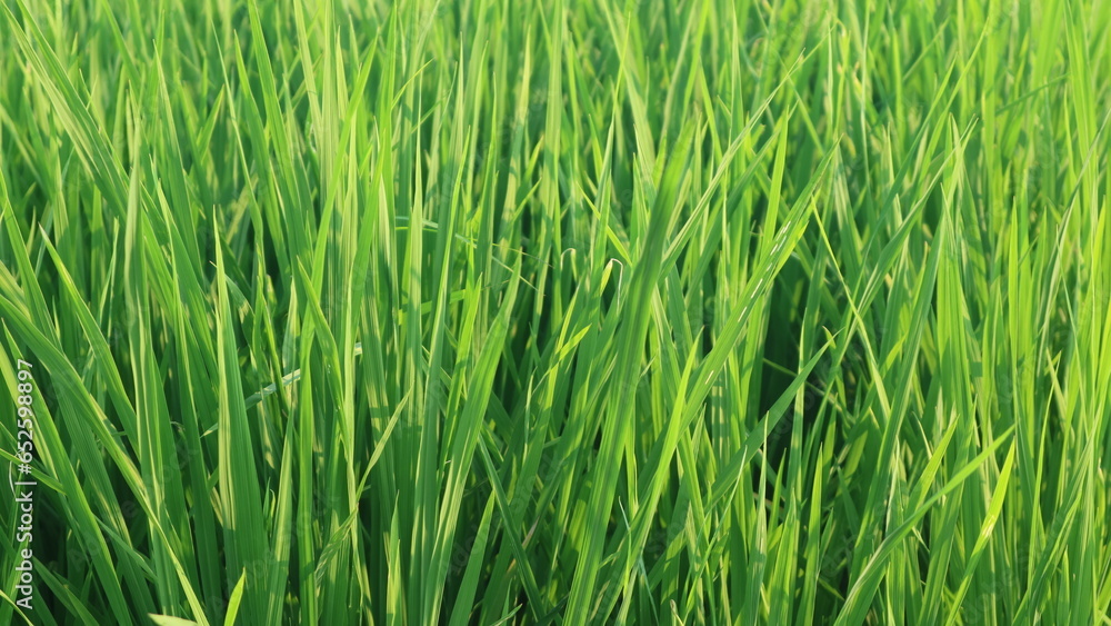 Obraz premium Growing green rice field at day