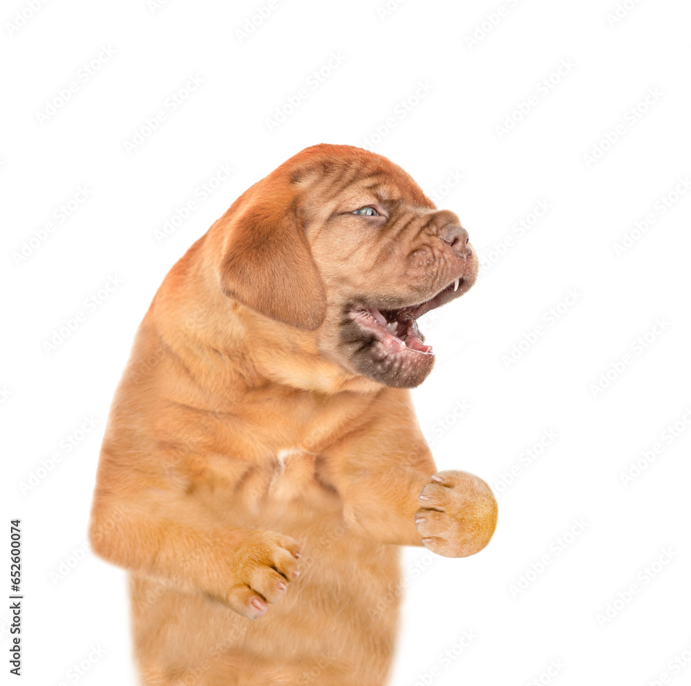Barking mastiff puppy standing in side view. Isolated on white background