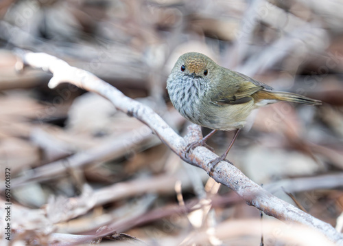 Tiny Brown Thornbill on a branch photo