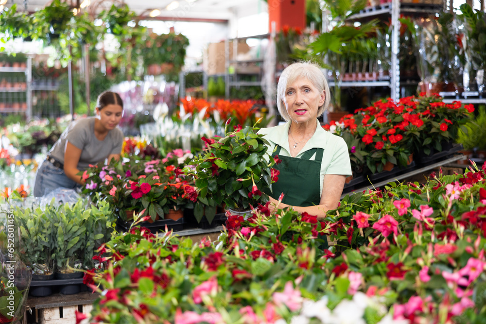 Positive successful mature woman, flower shop owner showing potted Dipladenia, vibrant blooming tropical plant with glossy dark leaves and red trumpet-shaped flowers..