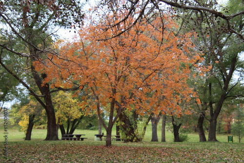 autumn tree in the park  Emily Murphy Park  Edmonton  Alberta
