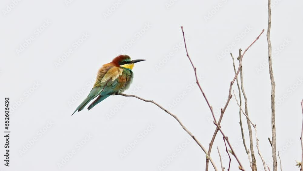 A European Bee-eater Sitting on a branch A European Bee-eater Sitting on a branch
