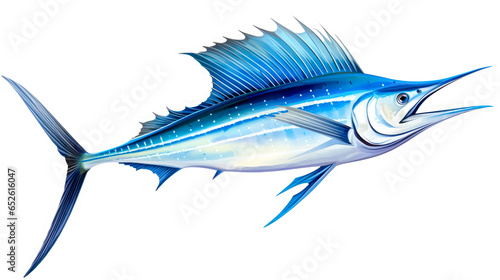 Blue marlin fish isolated on white background.