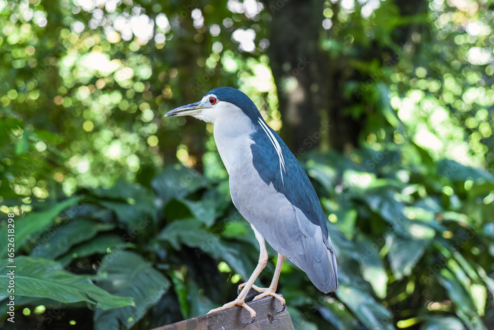 Naklejka premium Black crowned night heron (Nycticorax nycticorax), or black-capped night-heron in Malaysia