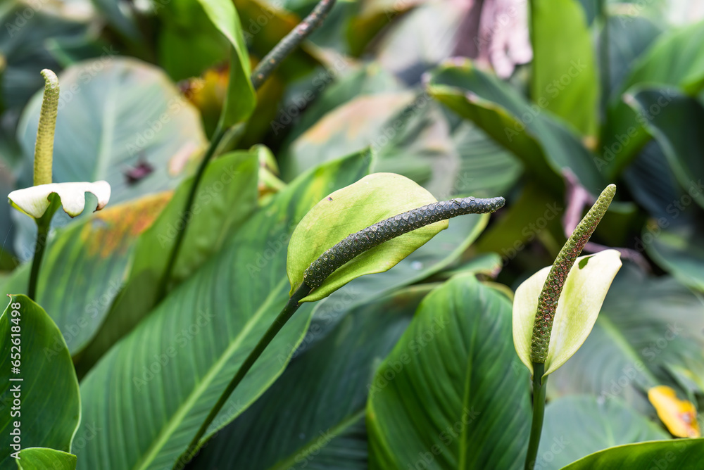 Green yellow color of Anthurium Andreanum Vanilla flower blooming in Malaysia Green yellow color of Anthurium Andreanum Vanilla flower blooming in Malaysia
