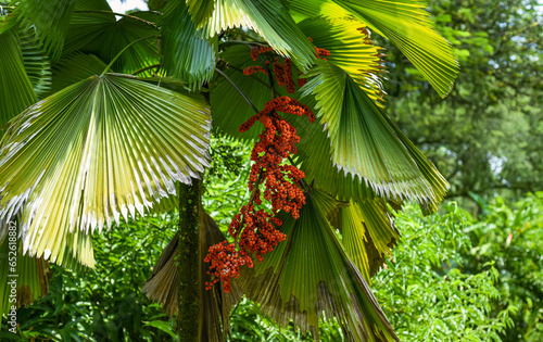 Canvas Print Fruits of Licuala grandis or Vanuatu fan palm or Ruffled fan palm or Palas palm