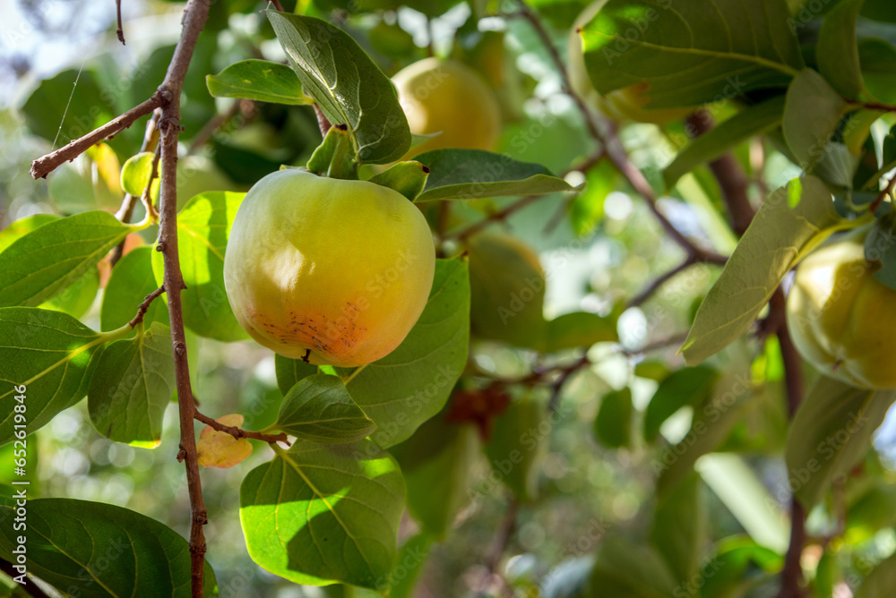 persimmon fruit ripening on the tree persimmon fruit ripening on the tree