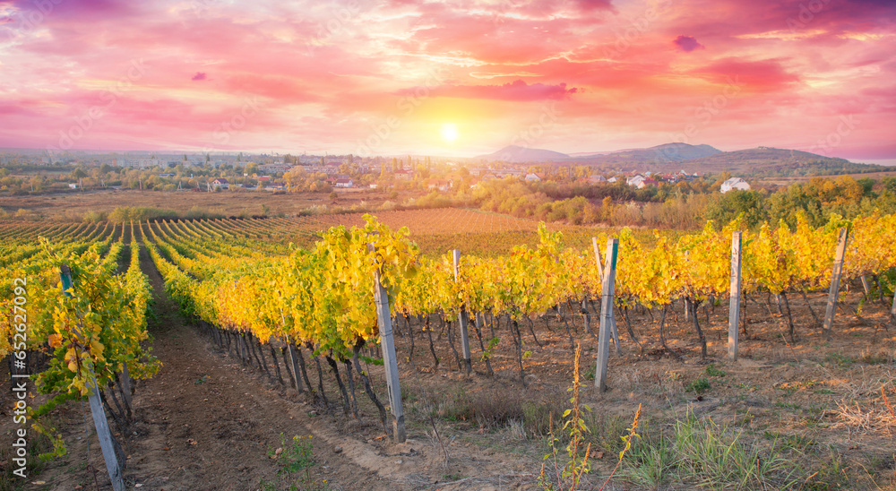 Vineyard at sunrise in San Gimignano Tuscany. High quality photo