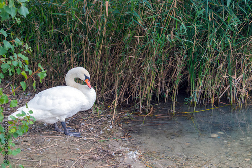 Mute Swan: Graceful Mute Swans Gliding Serenely on Vienna's Lake.