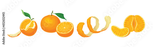 Mandarin Sweet Citrus Fruit with Bright Orange Peel and Lobule Vector Set