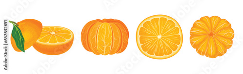 Mandarin Sweet Citrus Fruit with Bright Orange Peel and Lobule Vector Set