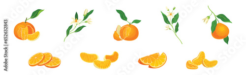 Mandarin Sweet Citrus Fruit with Bright Orange Peel and Lobule Vector Set
