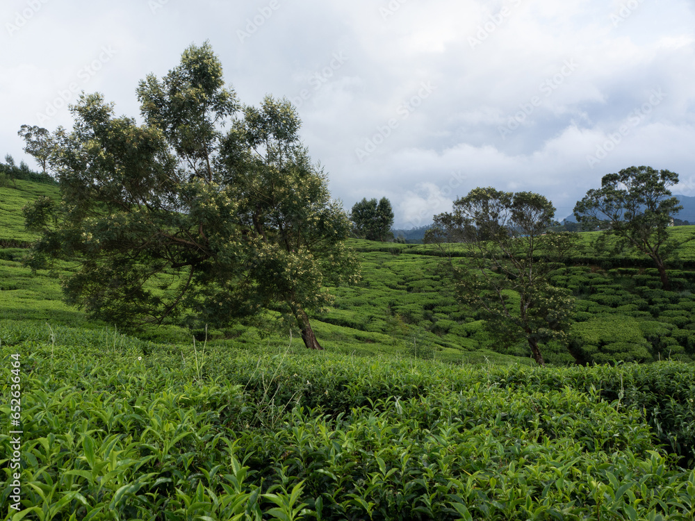 tree in the tea field