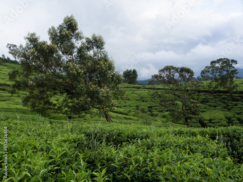 tree in the tea field