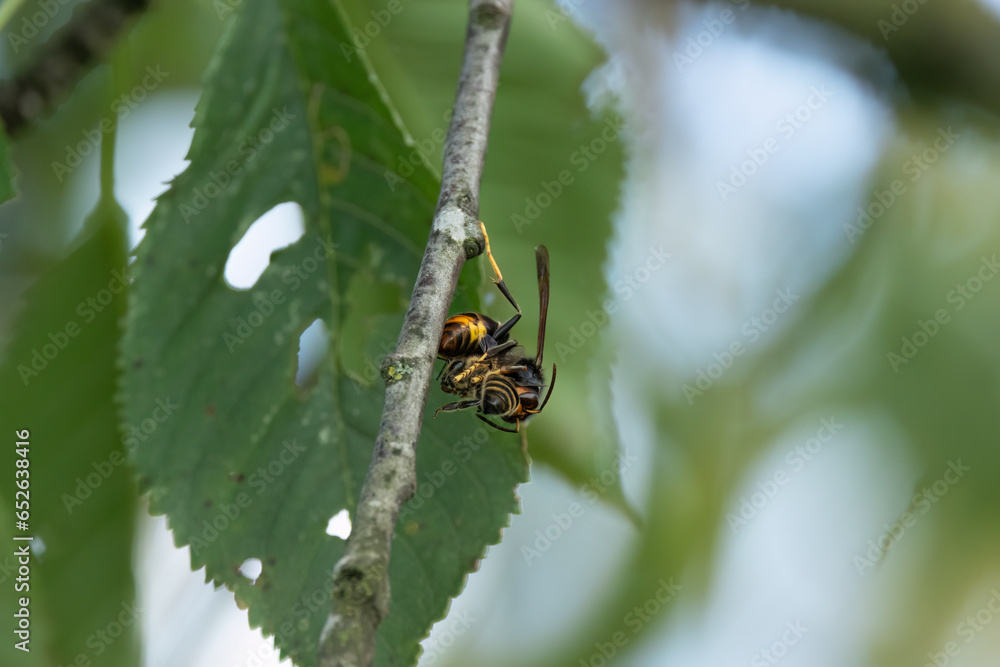 Fototapeta premium Asiatische Hornisse (Vespa velutina)