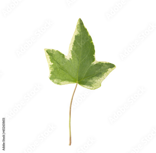 Leaf in various shades of green with light cream flecks. On a transparent background.