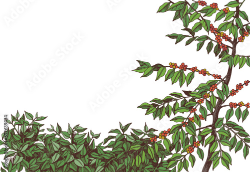 Coffee plantation hand drawn landscape