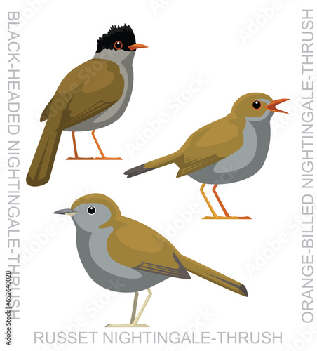 Cute Bird Nightingale-Thrush Set Cartoon Vector