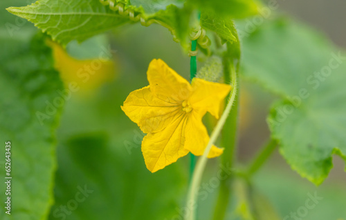 Yellow flower on cucumbers. Macro