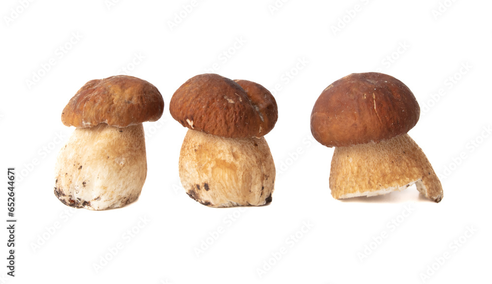 Fototapeta premium Boletus mushrooms isolated on white background