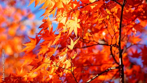 Autumn scenery of Yeongiam Hermitage at Hwaeomsa Temple in Gurye, Korea