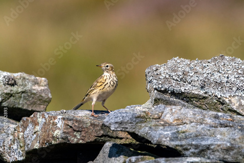 Meadow pipit standing on drystone wall in Yorkshire Dales