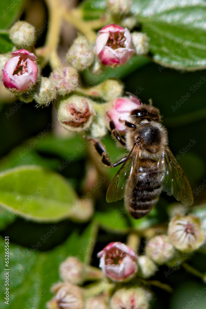 Abeille Abeille