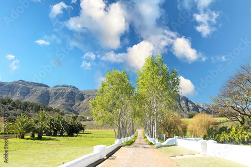 Spring beauty on a Stellenbosch wine farm