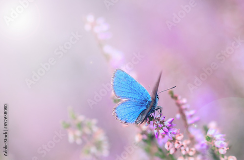 blue butterfly sitting on a heather, macro photo