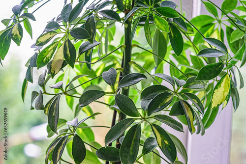 leaves of house plant Schefflera close-up near the window photo