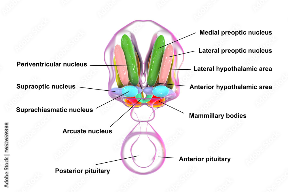 Obraz premium Hypothalamic nuclei, 3D illustration