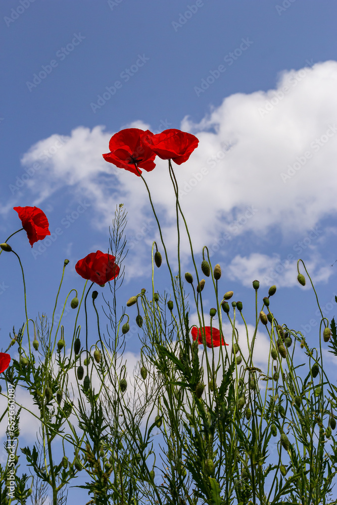Obraz premium Papaver rhoeas or common poppy, red poppy is an annual herbaceous flowering plant in the poppy family, Papaveraceae, with red petals