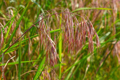 The plant Bromus sterilis, anysantha sterilis, or barren brome belongs to the Poaceae family at the time of flowering. wild cereal plant Bromus sterilis, anysantha sterilis photo