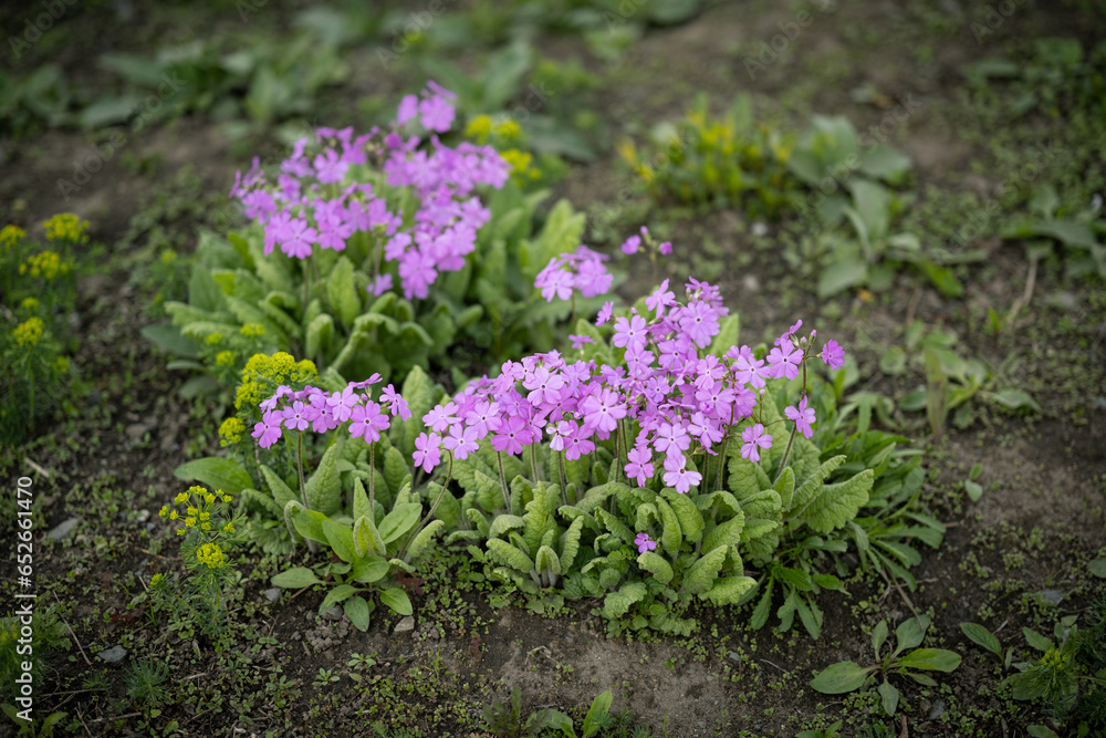 Pink flowers of siebold primrose. Selective focus. Pink flowers of siebold primrose. Selective focus.