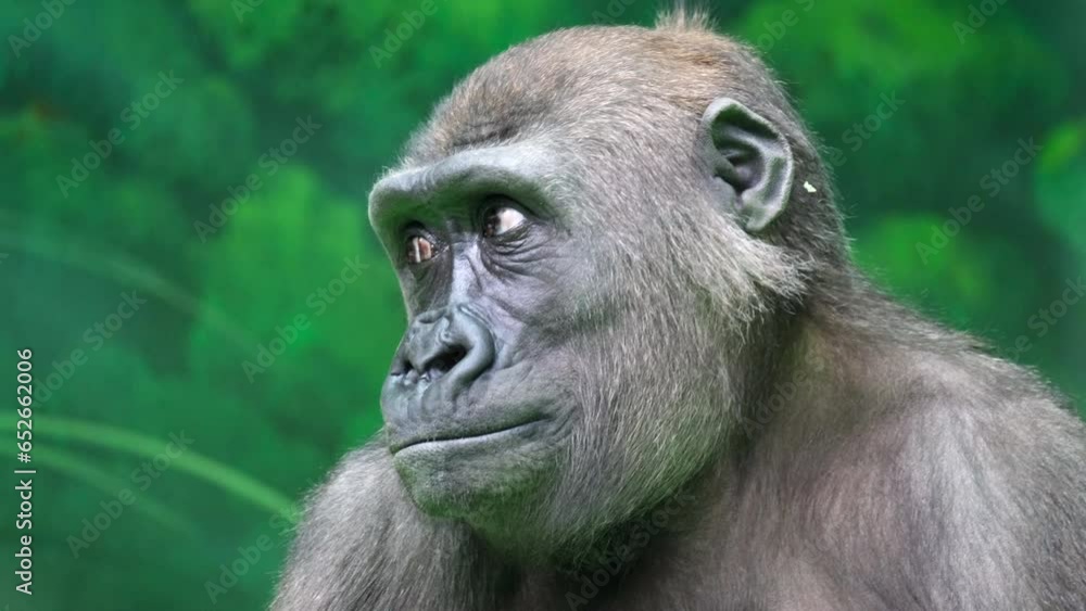 Close-up an adult gorilla looks around against the backdrop of an artificial jungle. Animal protection concept Close-up an adult gorilla looks around against the backdrop of an artificial jungle. Animal protection concept