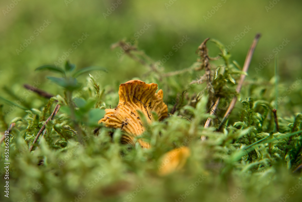 CHANTERELLES - Tasty mushrooms grow hidden in the moss
